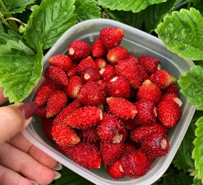 Strawberry Déesse des Vallées